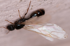Tetramorium caespitum