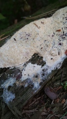 Fuligo septica candida
