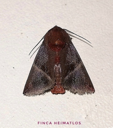 Tanadema incongrua