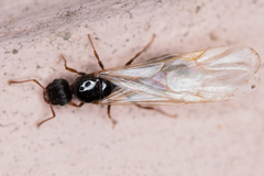 Tetramorium caespitum