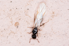 Tetramorium caespitum