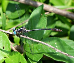 Tibiagomphus uncatus