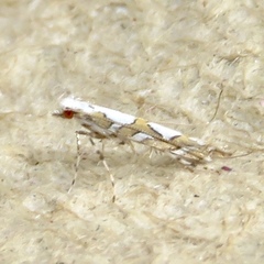 Acrocercops albinatella