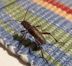 Xylotrechus smei