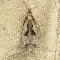 Dichomeris bilobella