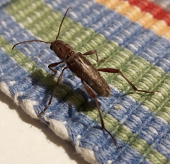 Xylotrechus smei