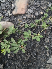 Dorycnium