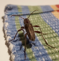 Xylotrechus smei