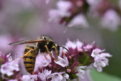 Dolichovespula saxonica