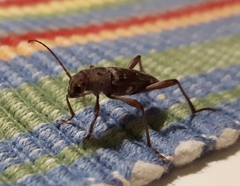Xylotrechus smei