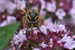 Dolichovespula saxonica