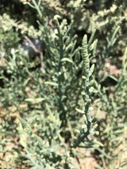 Arthroceras subterminale