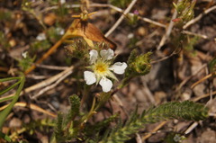 Ivesia sericoleuca