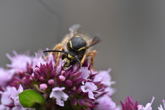 Dolichovespula saxonica