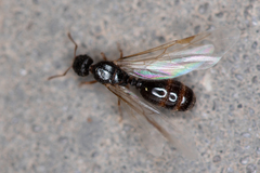 Tetramorium caespitum