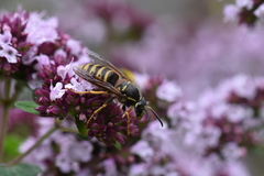 Dolichovespula saxonica