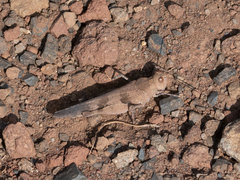 Trimerotropis fontana