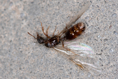 Tetramorium caespitum