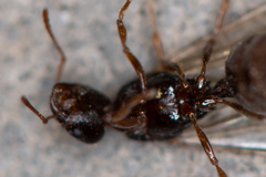 Tetramorium caespitum
