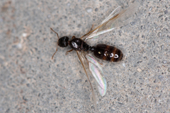 Tetramorium caespitum