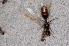 Tetramorium caespitum