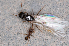 Tetramorium caespitum