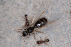 Tetramorium caespitum