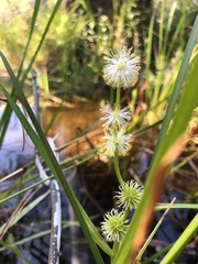 Sparganium angustifolium