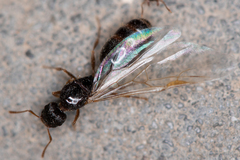 Tetramorium caespitum