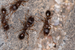 Tetramorium caespitum