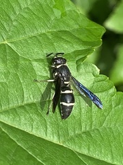 Euodynerus schwarzi