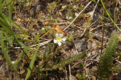 Ivesia sericoleuca