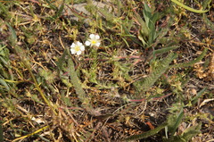 Ivesia sericoleuca