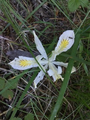Iris chrysophylla