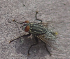 Diptera
