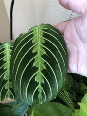 Maranta