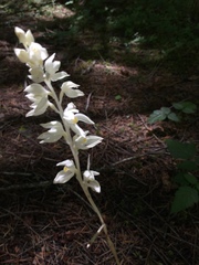 Cephalanthera austiniae
