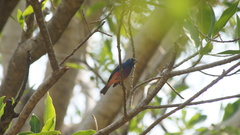 Passerina rositae
