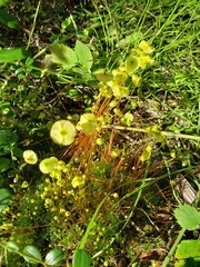Splachnum luteum
