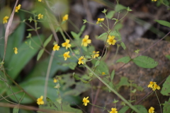 Melampodium microcephalum