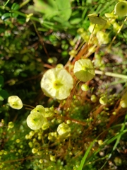 Splachnum luteum