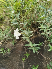 Mandevilla hypoleuca