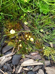 Splachnum luteum