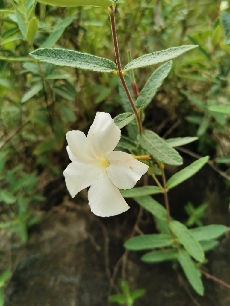 Chilean jasmine