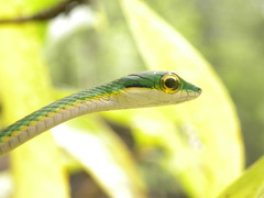 Leptophis ahaetulla