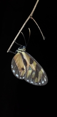 Ithomia iphianassa