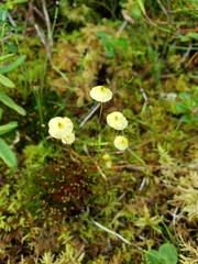 Splachnum luteum