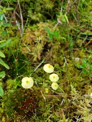 Splachnum luteum