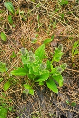 Lagotis glauca