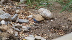 Passerina rositae